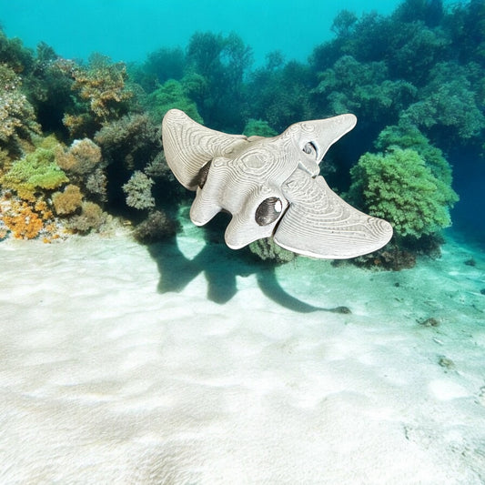 Manta Ray Hatchling