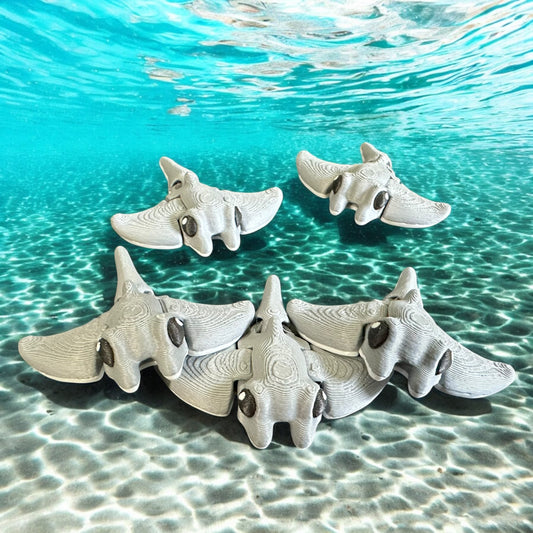 Manta Ray Hatchling