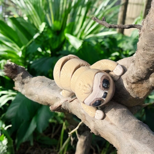 Baby Sloth